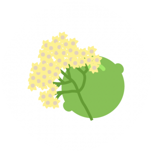 Elderflower Lime